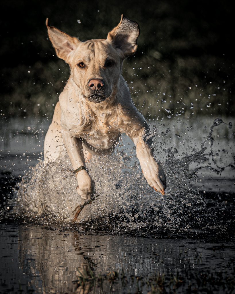 Hund Luke läuft beim Dummytraining durch Wasser