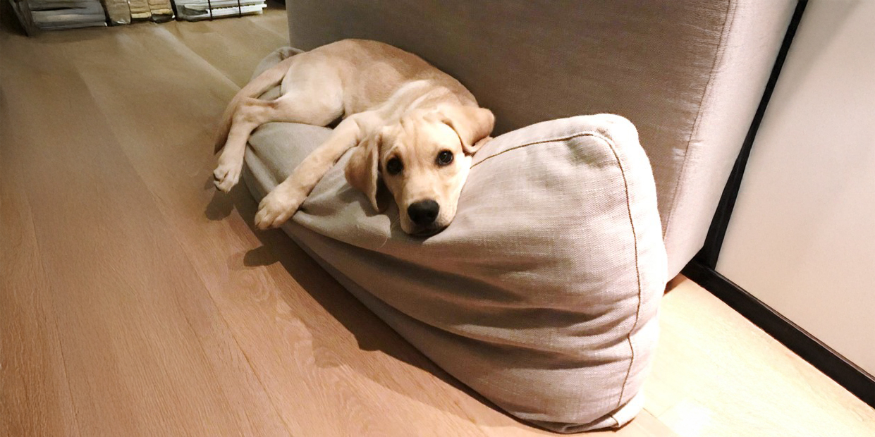 Welpe Hundetraining