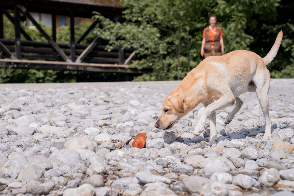 Labrador nimmt das Dummy am Kiesufer auf