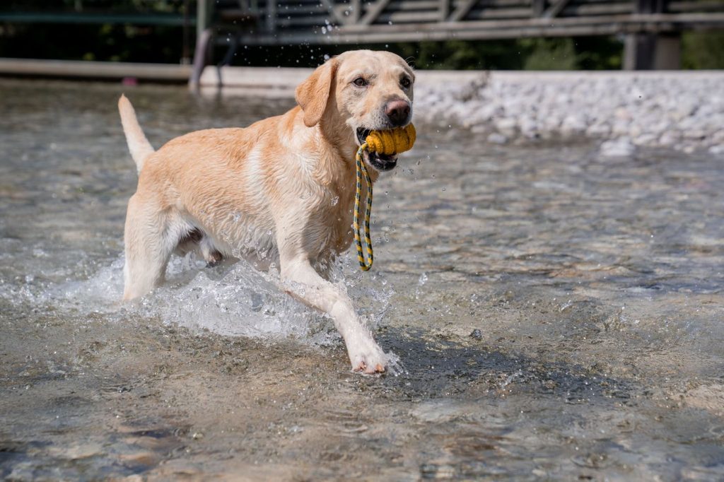Labrador apportiert ein Dummy aus dem Wasser der Weissach
