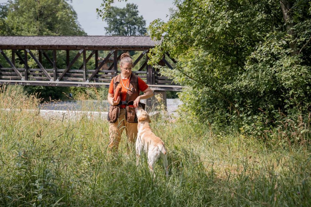 Dummytraining in hohem Gras: der Hund arbeitet auf Distanz