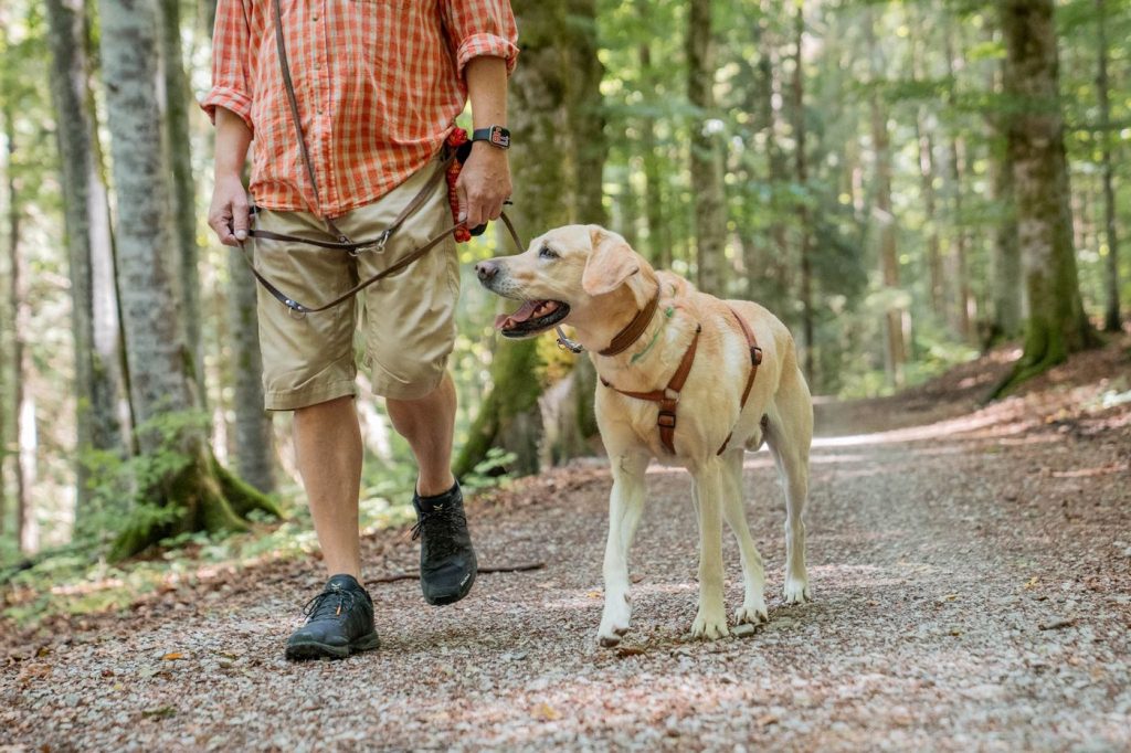 Hund orientiert sich unterwegs an seiner Begleitperson