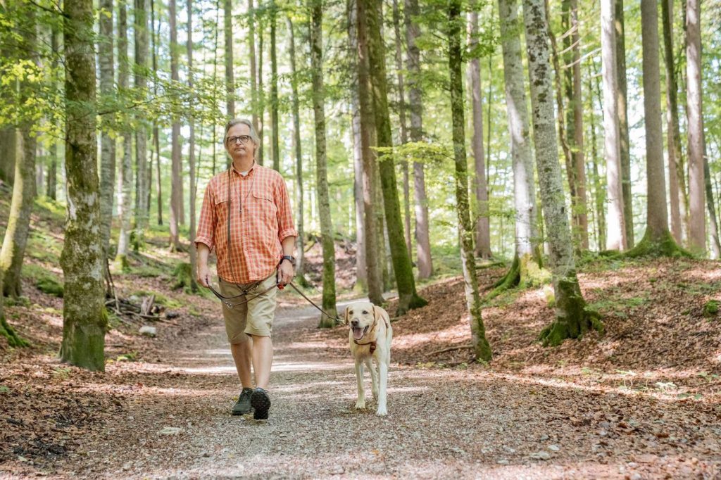 Hund geht entspannt an lockerer Leine über den Waldweg