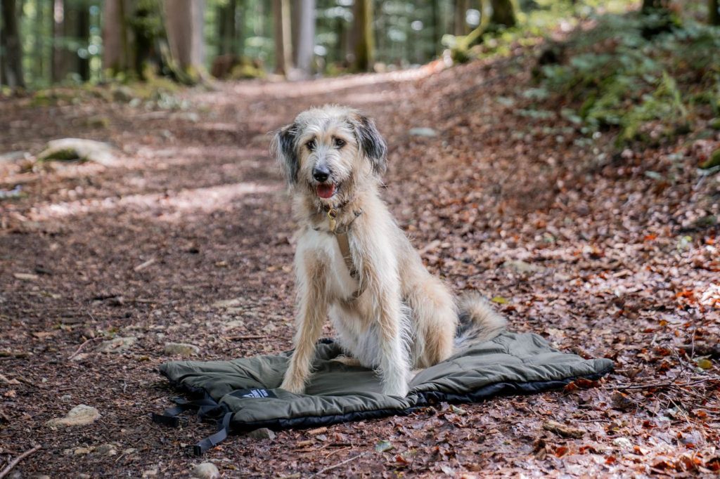 Hund wartet zuverlässig auf seiner Decke im Wald