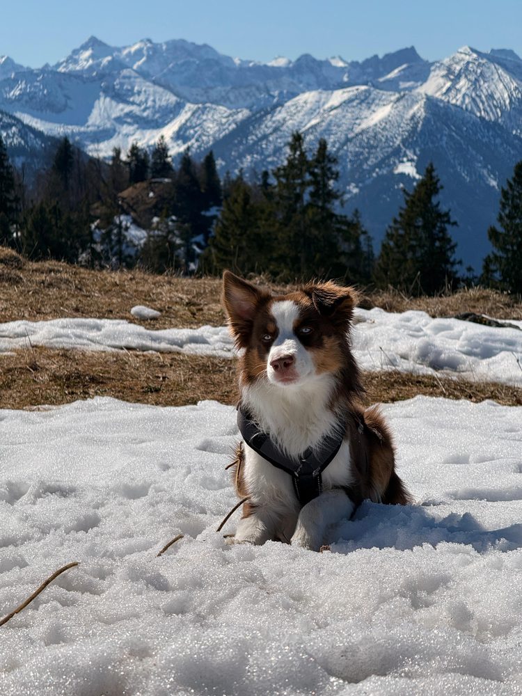 Willy im Schnee vor den Bergen am Tegernsee