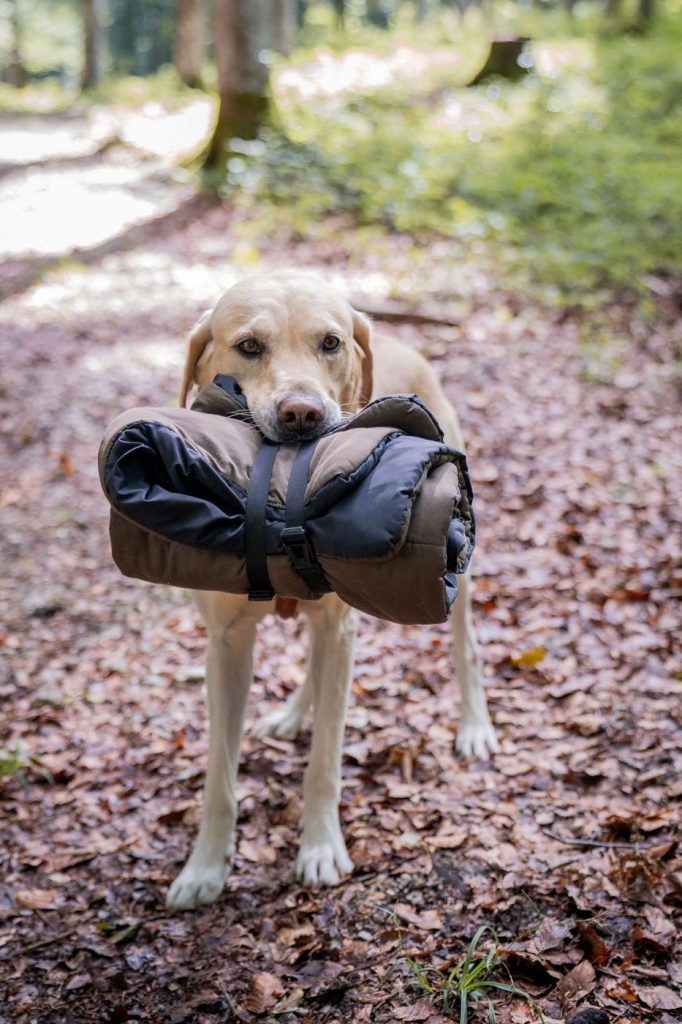Labrador Luke bringt das Dummy zurück