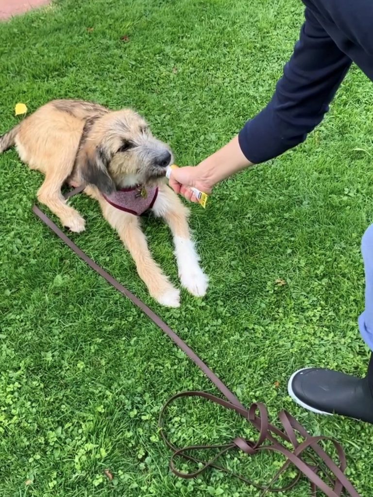 Teilnehmerinnen und Hunde bei einem GutGemacht-Impuls am Tegernsee