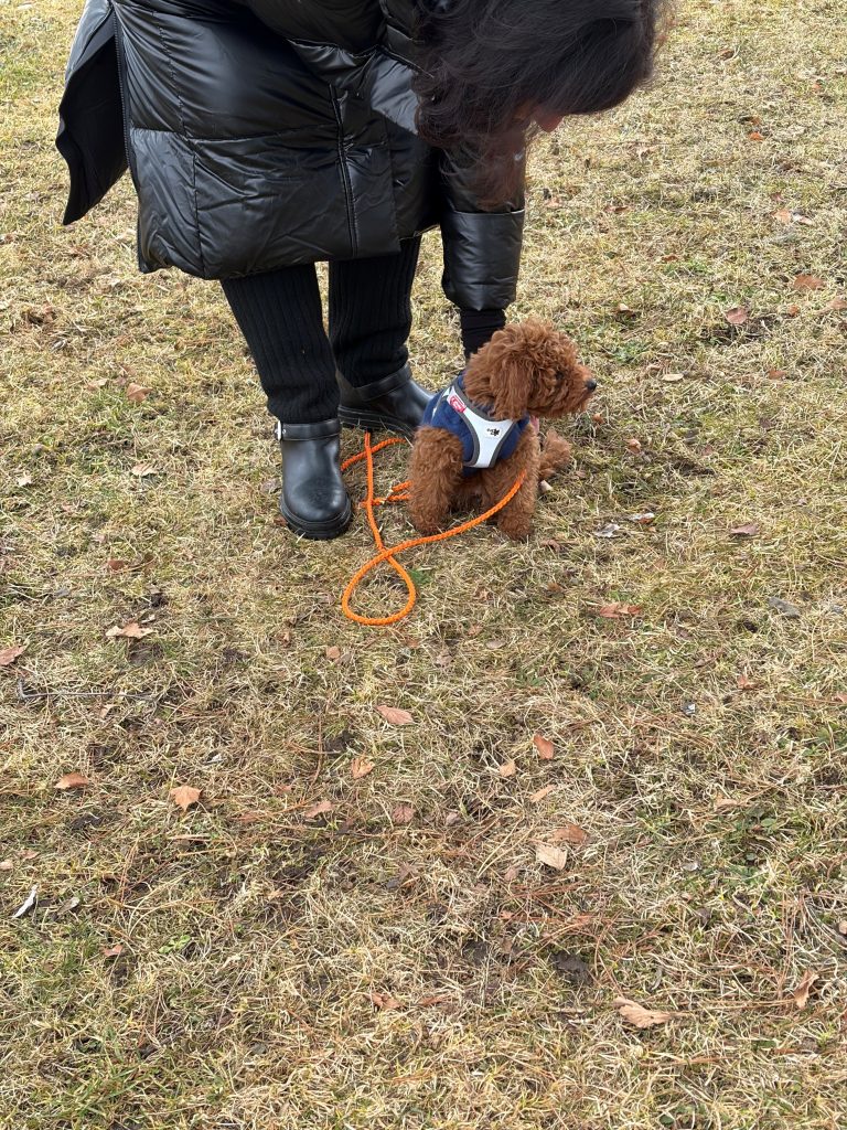 Teilnehmerinnen und Hunde bei einem GutGemacht-Impuls am Tegernsee